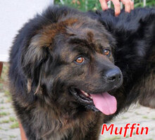 MUFFIN, Hund, Mischlingshund in Wesel - Bild 1