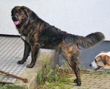 MUFFIN, Hund, Mischlingshund in Düren - Bild 2