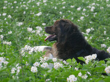 MUFFIN, Hund, Mischlingshund in Düren - Bild 4