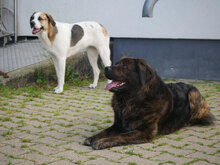 MUFFIN, Hund, Mischlingshund in Düren - Bild 6