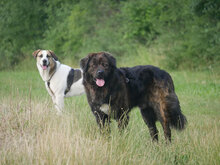 MUFFIN, Hund, Mischlingshund in Düren - Bild 7