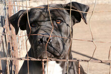 GRETEL, Hund, American Staffordshire Terrier-Mix in Italien - Bild 4