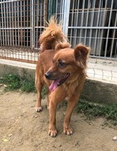 FEDO, Hund, Mischlingshund in Slowakische Republik - Bild 3