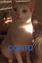 COPITO, Katze, Europäisch Kurzhaar in Spanien - Bild 1