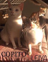 COPITO, Katze, Europäisch Kurzhaar in Spanien - Bild 2