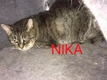 NIKA, Katze, Europäisch Kurzhaar in Bulgarien - Bild 1