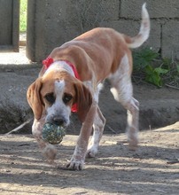 TITO, Hund, Mischlingshund in Essen - Bild 16