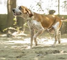 TITO, Hund, Mischlingshund in Essen - Bild 5