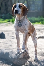 TITO, Hund, Mischlingshund in Essen - Bild 8