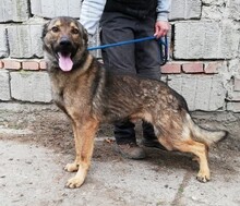 NERO, Hund, Deutscher Schäferhund-Mix in Slowakische Republik - Bild 3