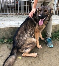 NERO, Hund, Deutscher Schäferhund-Mix in Slowakische Republik - Bild 4