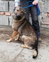 NERO, Hund, Deutscher Schäferhund-Mix in Slowakische Republik - Bild 7