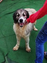 DEIKA, Hund, Mischlingshund in Rumänien - Bild 2