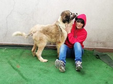 DEIKA, Hund, Mischlingshund in Rumänien - Bild 3
