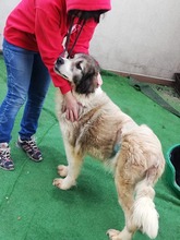 DEIKA, Hund, Mischlingshund in Rumänien - Bild 4
