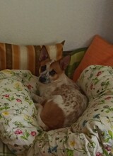 ANOUK, Hund, Mischlingshund in Wolfenbüttel - Bild 2