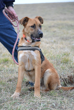 ROYCE, Hund, Mischlingshund in Puchheim - Bild 3
