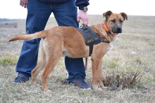 ROYCE, Hund, Mischlingshund in Puchheim - Bild 4