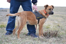 ROYCE, Hund, Mischlingshund in Puchheim - Bild 5
