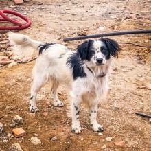 DUSTY, Hund, Mischlingshund in Slowakische Republik - Bild 1