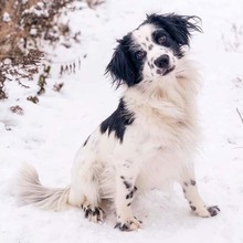 DUSTY, Hund, Mischlingshund in Slowakische Republik - Bild 10