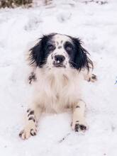 DUSTY, Hund, Mischlingshund in Slowakische Republik - Bild 11