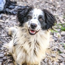 DUSTY, Hund, Mischlingshund in Slowakische Republik - Bild 2