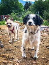 DUSTY, Hund, Mischlingshund in Slowakische Republik - Bild 3