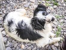 DUSTY, Hund, Mischlingshund in Slowakische Republik - Bild 4