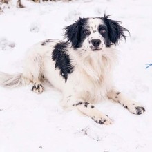 DUSTY, Hund, Mischlingshund in Slowakische Republik - Bild 9