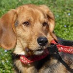BOBY, Hund, Mischlingshund in Spanien - Bild 4