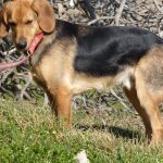 BOBY, Hund, Mischlingshund in Spanien - Bild 7