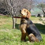 BOBY, Hund, Mischlingshund in Spanien - Bild 8