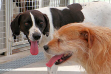 JET, Hund, Mischlingshund in Italien - Bild 16