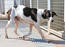 JET, Hund, Mischlingshund in Italien - Bild 8