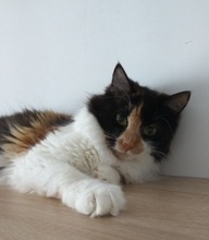 RAFFAELLA, Katze, Hauskatze in Russische Föderation - Bild 5