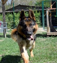 BUBE, Hund, Deutscher Schäferhund-Mix in Ungarn - Bild 7