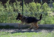 BUBE, Hund, Deutscher Schäferhund-Mix in Ungarn - Bild 9