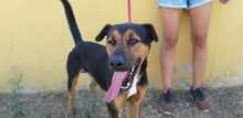BLAKY, Hund, Mischlingshund in Spanien - Bild 10