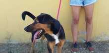BLAKY, Hund, Mischlingshund in Spanien - Bild 13