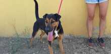 BLAKY, Hund, Mischlingshund in Spanien - Bild 14
