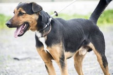 BLAKY, Hund, Mischlingshund in Spanien - Bild 16