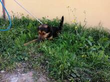 BLAKY, Hund, Mischlingshund in Spanien - Bild 17