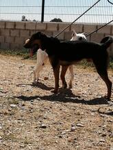 BLAKY, Hund, Mischlingshund in Spanien - Bild 18