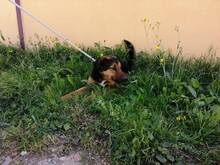 BLAKY, Hund, Mischlingshund in Spanien - Bild 19