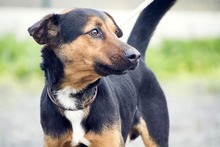 BLAKY, Hund, Mischlingshund in Spanien - Bild 2