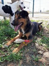 BLAKY, Hund, Mischlingshund in Spanien - Bild 5