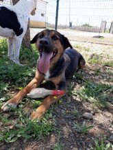 BLAKY, Hund, Mischlingshund in Spanien - Bild 8