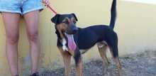 BLAKY, Hund, Mischlingshund in Spanien - Bild 9