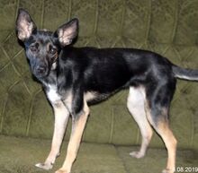 CARRIE, Hund, Mischlingshund in Bulgarien - Bild 10